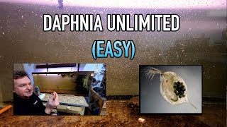 How I Raise Daphnia Water Fleas And You Can Too [upl. by Ydisahc]