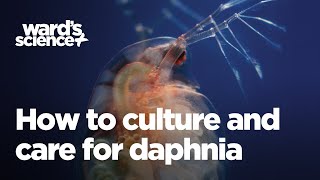 Caring and Culturing for Daphnia [upl. by Aizti]