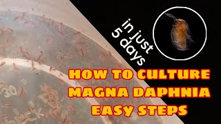 How to Culture Magna Daphnia Easily [upl. by Ardiedal]