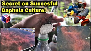 How to Culture Daphnia Successfully [upl. by Perot426]