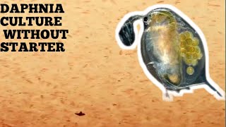 HOW TO CULTURE DAPHNIA NATURALLY WITHOUT A STARTER [upl. by Ylrad]