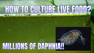 How to Culture Daphnia Secret Method to Breed MILLIONS  Simply Aquatic [upl. by Llerrut808]