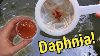 How I Culture Daphnia In Outdoor Tubs [upl. by Zaria811]