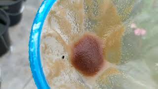 How to culture daphnia moina in a small container Part 1 English Subtitle [upl. by Yesnik]