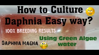 Daphnia MagnaHow to Culture Daphnia Easy wayCulturing Daphnia using Green water Daphnia [upl. by Lock964]