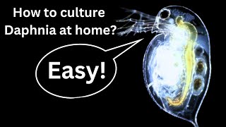 BEST Live Fish Food Beginner guide How to Culture Daphnia at home [upl. by Cointon]