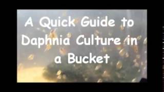 How to culture daphnia outside [upl. by Gallenz427]