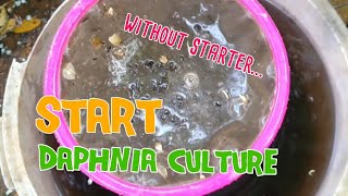 How to culture daphnia moina the easy way 1  Starting the Daphnia culture [upl. by Notniuq211]