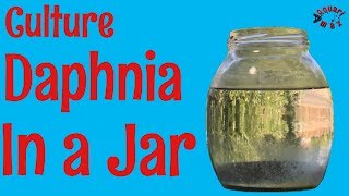 How to Culture Daphnia in a Jar [upl. by Ariet]