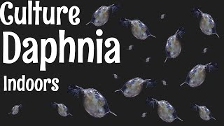 How to Culture Daphnia [upl. by Leis]