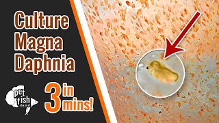 How to culture DAPHNIA MAGNA  The easy way [upl. by Brunhilda]