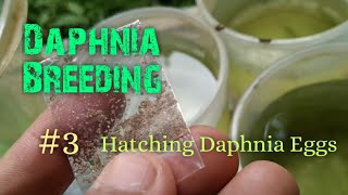 Daphnia Culture made simple and easy 3  Hatching Daphnia eggs [upl. by Ahsita]