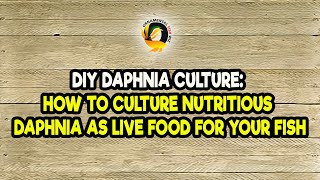 DIY Daphnia Culture How to Culture Nutritious Daphnia as Live Food for Your Fish [upl. by Hallimaj]