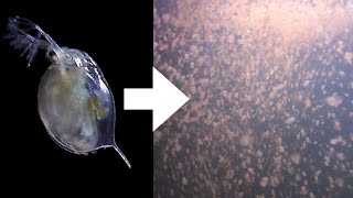 How I Culture Daphnia [upl. by Bertero]