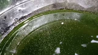 DAPHNIA MOINA CULTURE IN A SMALL BUCKET [upl. by Enerol778]