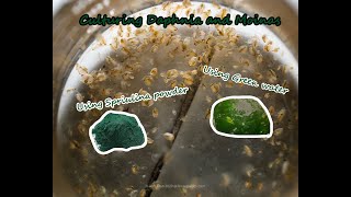 How To Culture Daphnia and Moinas using Green Water Spirulina powder [upl. by Happ]