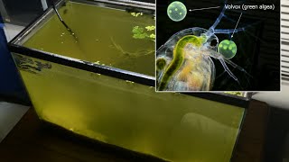 Raising Daphnia for the Freshwater Aquarium [upl. by Aninat]