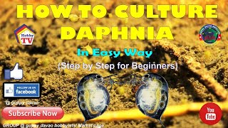 HOW TO CULTURE DAPHNIA In Easy Way [upl. by Remlap921]